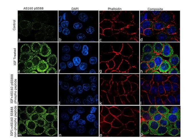 Phospho-AS160 (Ser588) Antibody in Immunocytochemistry (ICC/IF)