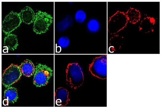 CX3CR1 Antibody in Immunocytochemistry (ICC/IF)