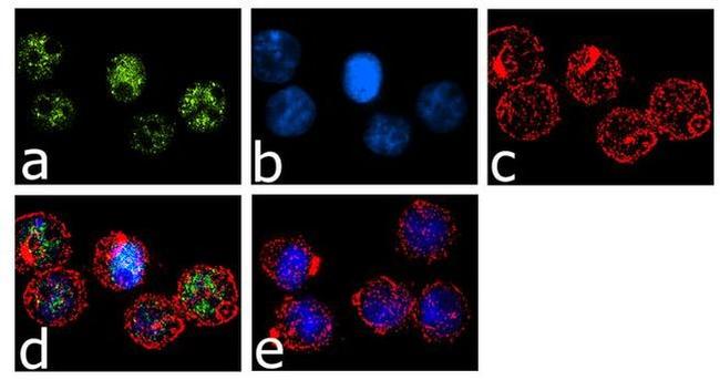 IRF8 Antibody in Immunocytochemistry (ICC/IF)