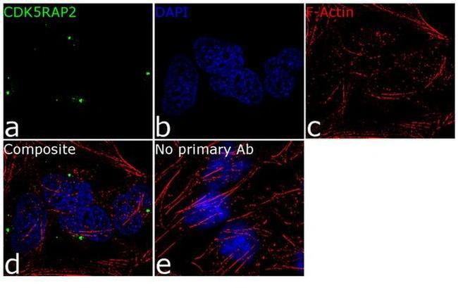 CDK5RAP2 Antibody in Immunocytochemistry (ICC/IF)