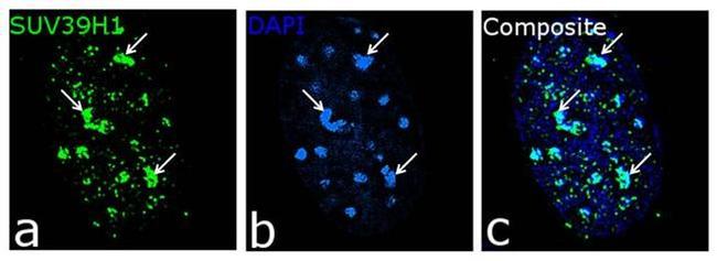 SUV39H1 Antibody in Immunocytochemistry (ICC/IF)