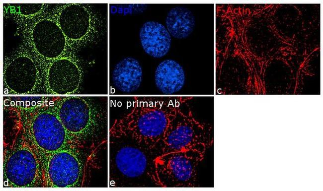 YBX1 Antibody in Immunocytochemistry (ICC/IF)