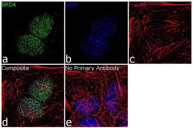 BRD4 Antibody in Immunocytochemistry (ICC/IF)