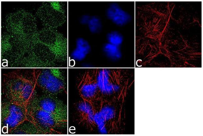 14-3-3 zeta Antibody in Immunocytochemistry (ICC/IF)