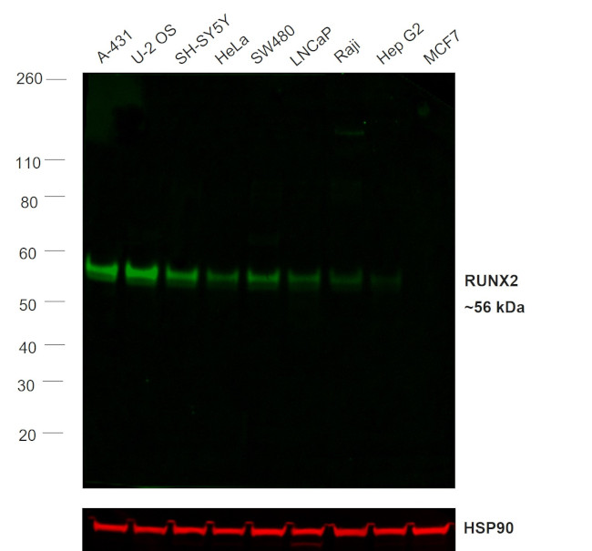 RUNX2 Antibody in Western Blot (WB)