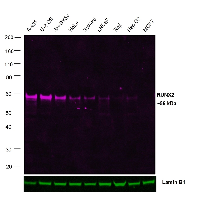 RUNX2 Antibody in Western Blot (WB)