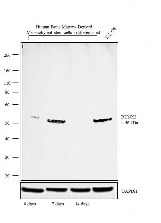 RUNX2 Antibody in Western Blot (WB)