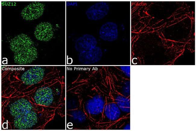 SUZ12 Antibody in Immunocytochemistry (ICC/IF)