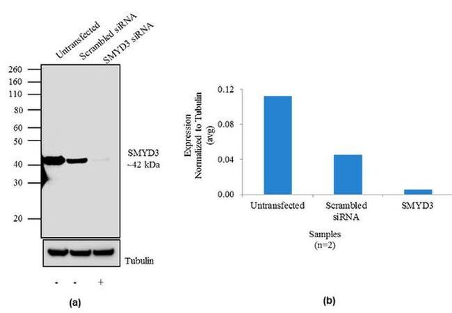 SMYD3 Antibody in Western Blot (WB)