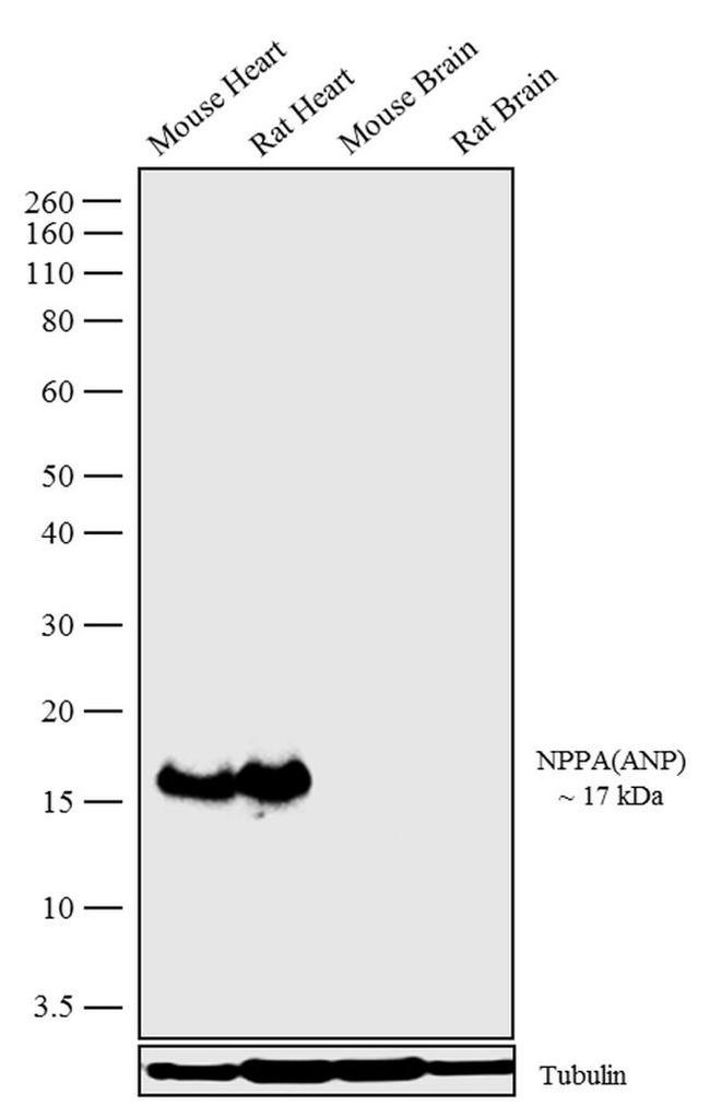 ANP Antibody in Western Blot (WB)