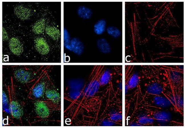 Neurogenin 2 Antibody in Immunocytochemistry (ICC/IF)