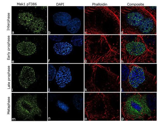 Phospho-MEK1 (Thr386) Antibody in Immunocytochemistry (ICC/IF)