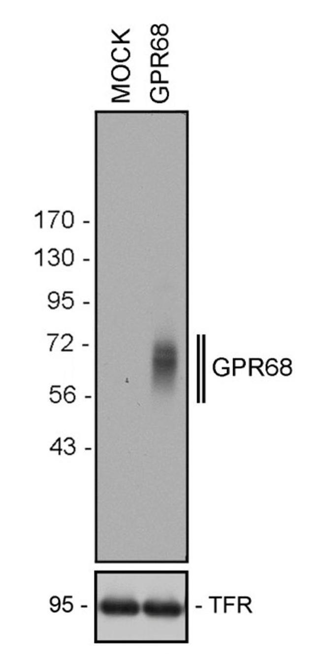 GPR68 Antibody in Western Blot (WB)