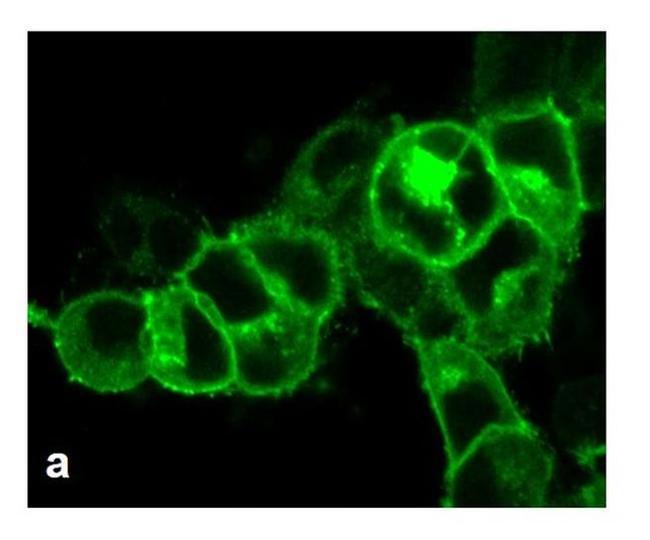 AVPR1A Antibody in Immunocytochemistry (ICC/IF)