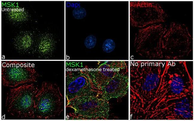 MSK1 Antibody in Immunocytochemistry (ICC/IF)