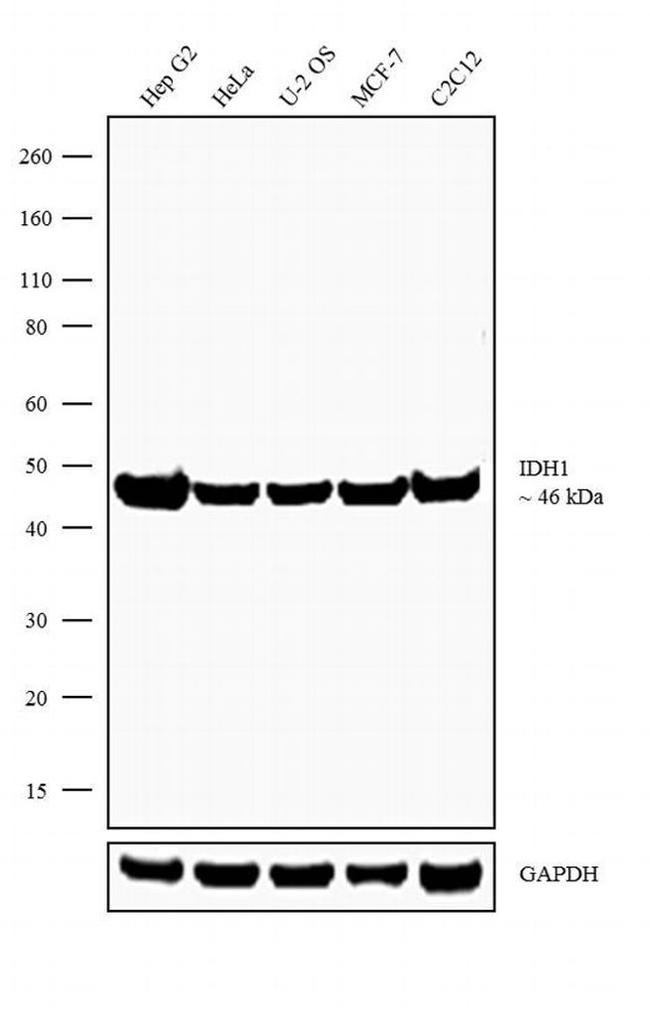 IDH1 Antibody in Western Blot (WB)