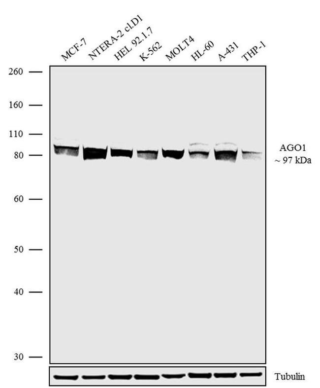 AGO1 Antibody in Western Blot (WB)