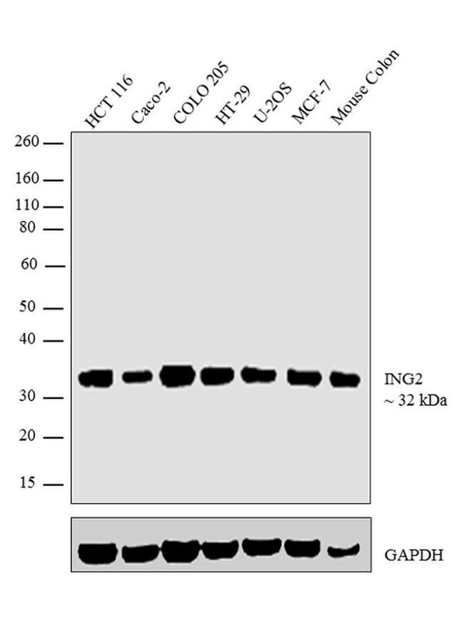 ING2 Antibody in Western Blot (WB)