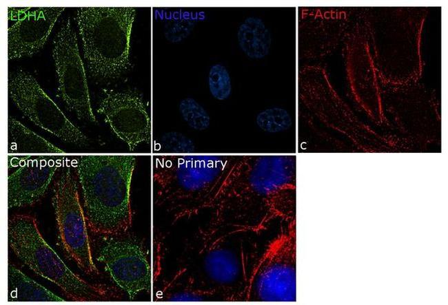 LDHA Antibody in Immunocytochemistry (ICC/IF)