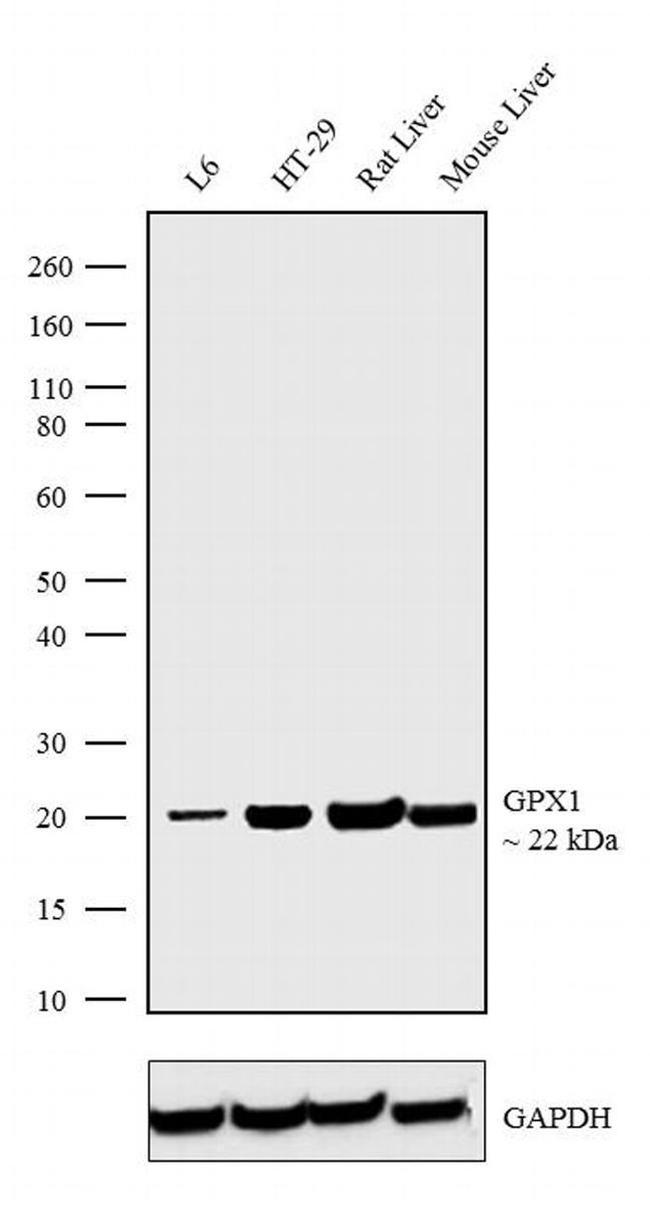 GPX1 Antibody in Western Blot (WB)