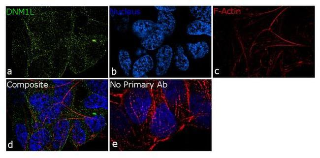 DNM1L Antibody in Immunocytochemistry (ICC/IF)