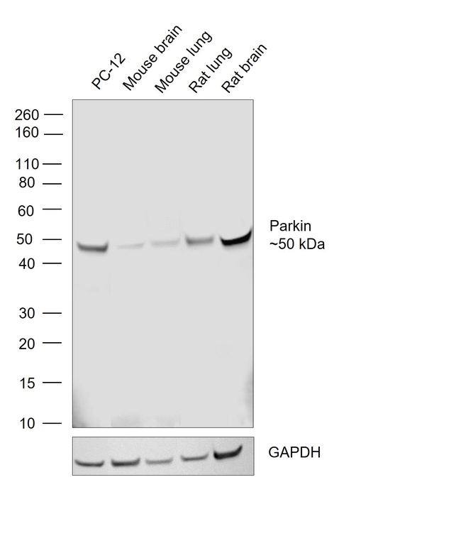 Parkin Antibody in Western Blot (WB)