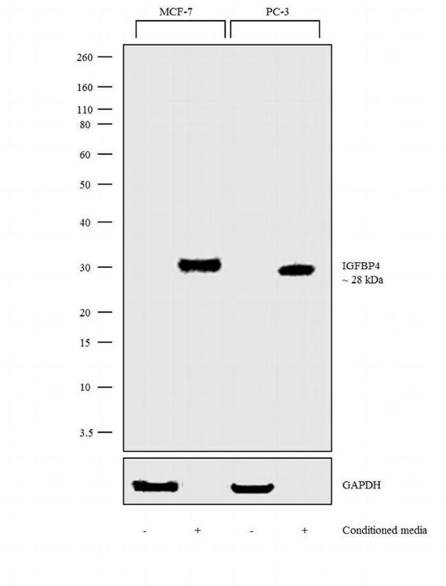 IGFBP4 Antibody in Western Blot (WB)