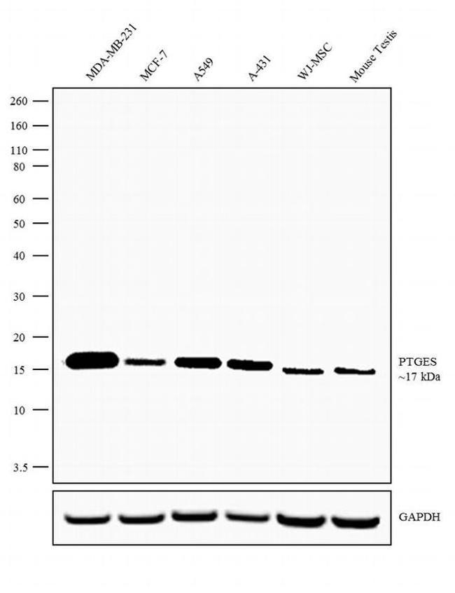 PTGES Antibody in Western Blot (WB)