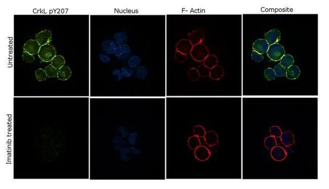 Phospho-CrkL (Tyr207) Antibody in Immunocytochemistry (ICC/IF)