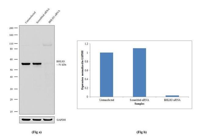 BHLHE41 Antibody in Western Blot (WB)