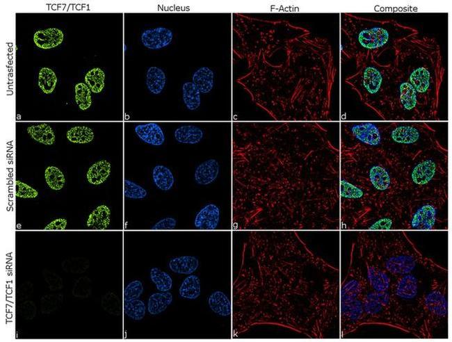 TCF7 Antibody in Immunocytochemistry (ICC/IF)