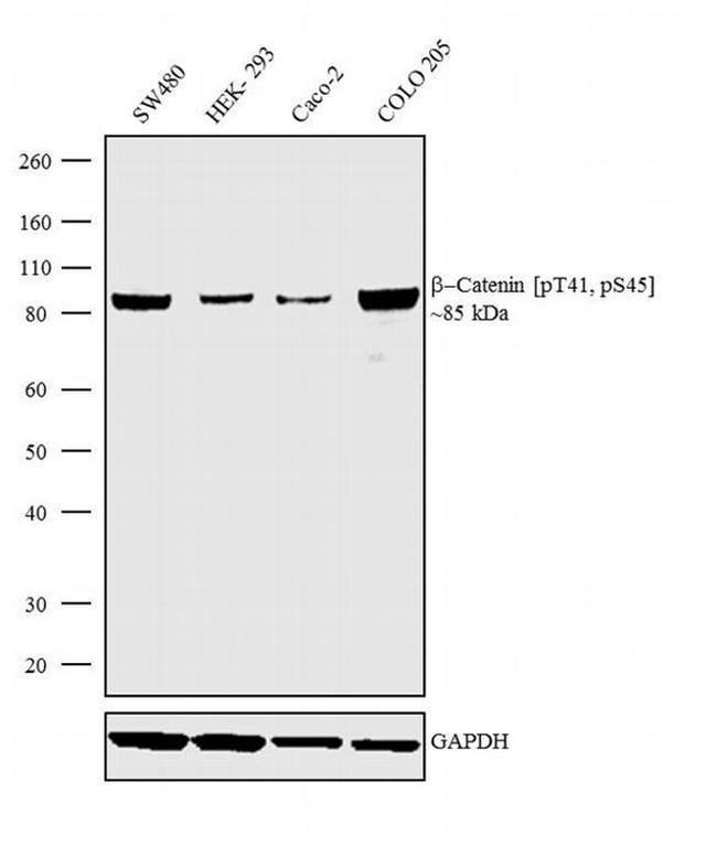 Phospho-beta Catenin (Thr41, Ser45) Antibody in Western Blot (WB)