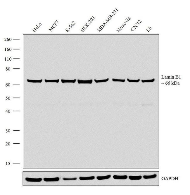 Lamin B1 Antibody in Western Blot (WB)