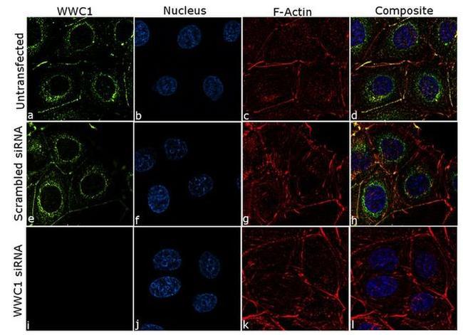 WWC1 Antibody in Immunocytochemistry (ICC/IF)