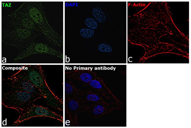 TAZ Antibody in Immunocytochemistry (ICC/IF)