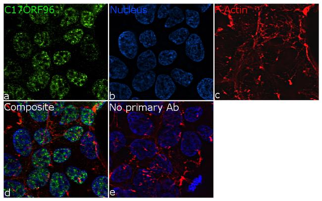 C17orf96 Antibody in Immunocytochemistry (ICC/IF)