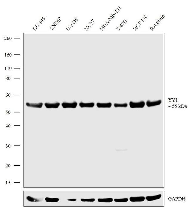 YY1 Antibody in Western Blot (WB)