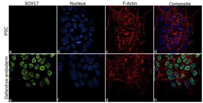 SOX17 Antibody in Immunocytochemistry (ICC/IF)