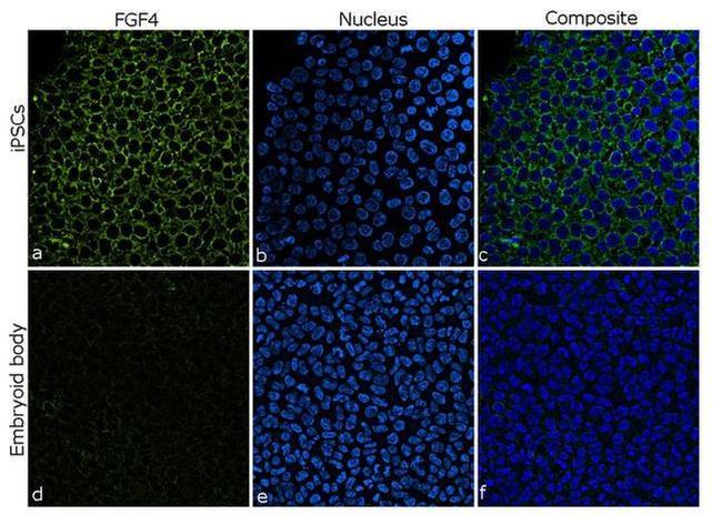 FGF4 Antibody in Immunocytochemistry (ICC/IF)