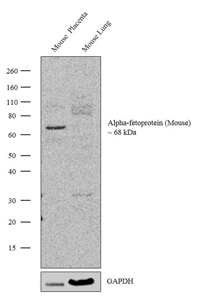 AFP Antibody in Western Blot (WB)