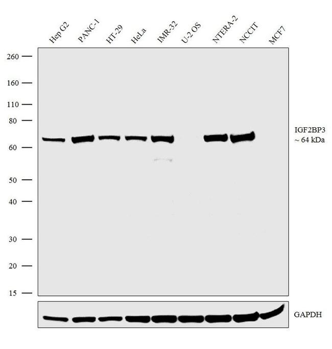 IGF2BP3 Antibody in Western Blot (WB)