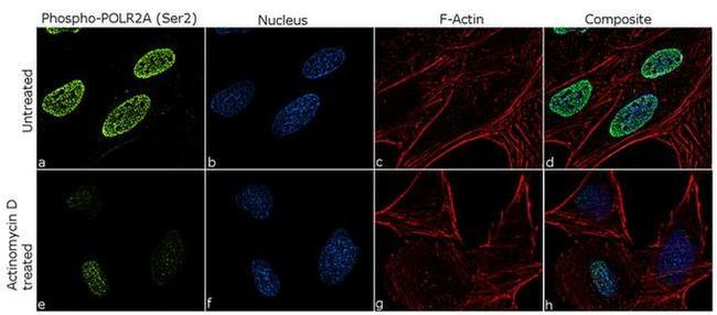 Phospho-RNA pol II CTD (Ser2) Antibody in Immunocytochemistry (ICC/IF)