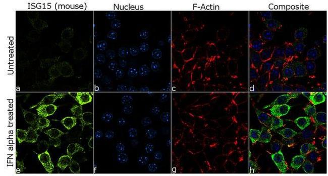 ISG15 Antibody in Immunocytochemistry (ICC/IF)