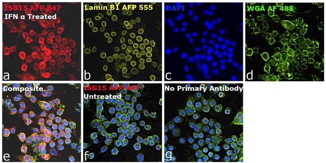 ISG15 Antibody in Immunocytochemistry (ICC/IF)