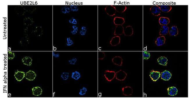 UBE2L6 Antibody in Immunocytochemistry (ICC/IF)