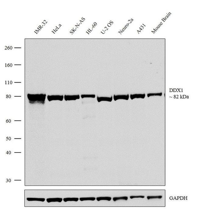 DDX1 Antibody in Western Blot (WB)