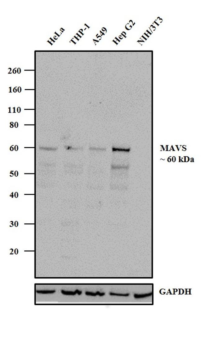 MAVS Antibody in Western Blot (WB)