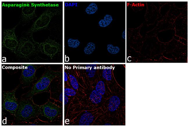 Asparagine Synthetase Antibody in Immunocytochemistry (ICC/IF)