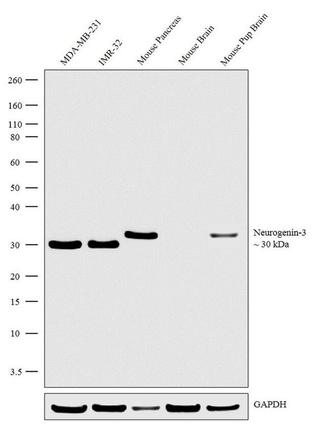 NeuroG3 Antibody in Western Blot (WB)