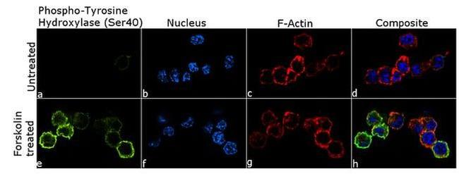 Phospho-Tyrosine Hydroxylase (Ser40) Antibody in Immunocytochemistry (ICC/IF)